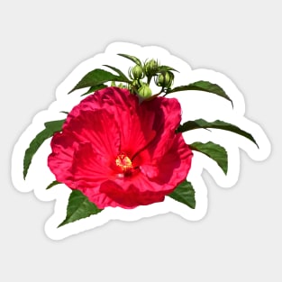 Dark Pink Hibiscus Sticker